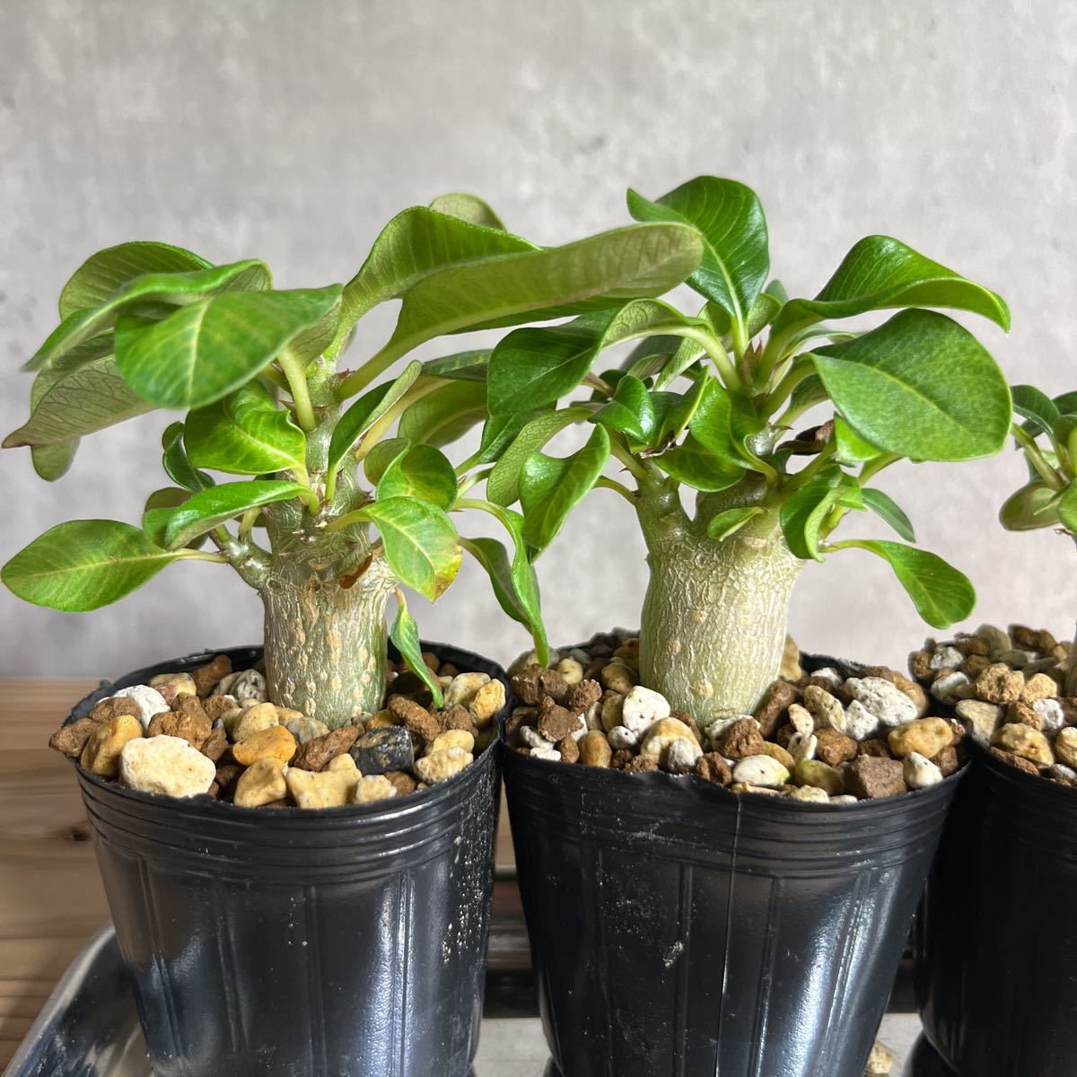 K1 パキポディウムウィンゾリー☆ Pachypodium windsorii ☆コーデック