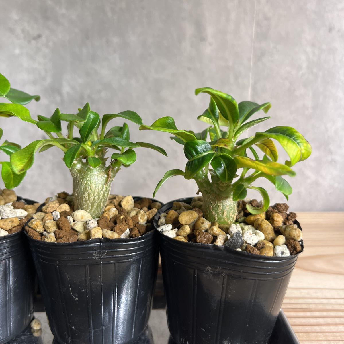 K1 パキポディウムウィンゾリー☆ Pachypodium windsorii ☆コーデック