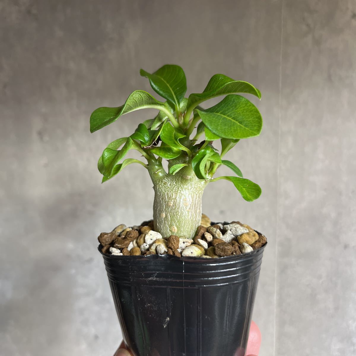 K1 パキポディウムウィンゾリー☆ Pachypodium windsorii ☆コーデック