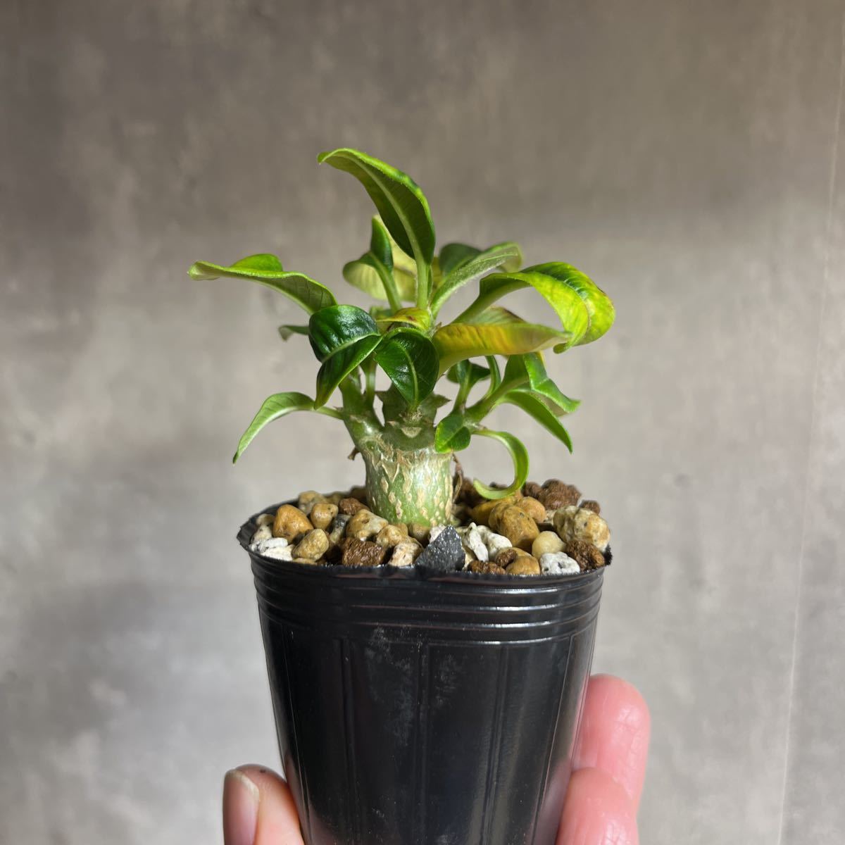 K1 パキポディウムウィンゾリー☆ Pachypodium windsorii ☆コーデック