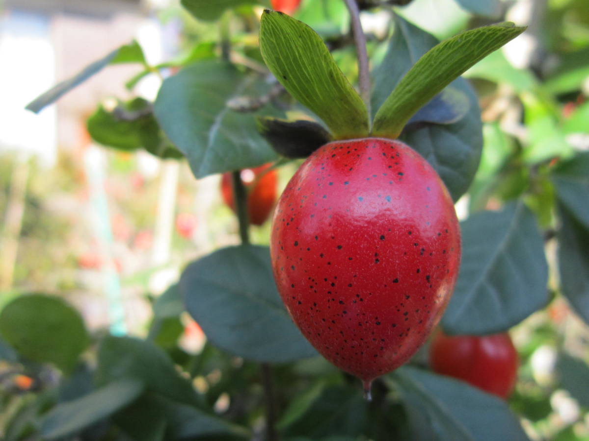 【御所紫】正木自根老鴉柿老爺柿ローヤ柿ロウヤガキ