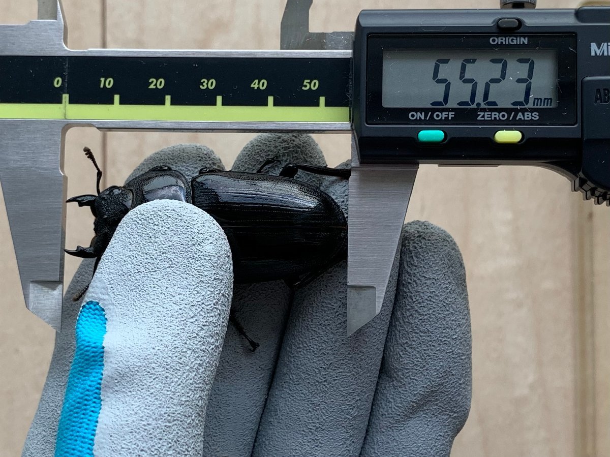 【ミナミ】能勢SR　新成虫 ♀55.2ｍｍ(91.6ｍｍ同腹）オオクワガタ