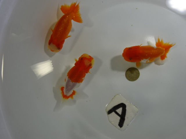 ◆大万らんちゅう◆背なり良し　当歳３匹　no.A