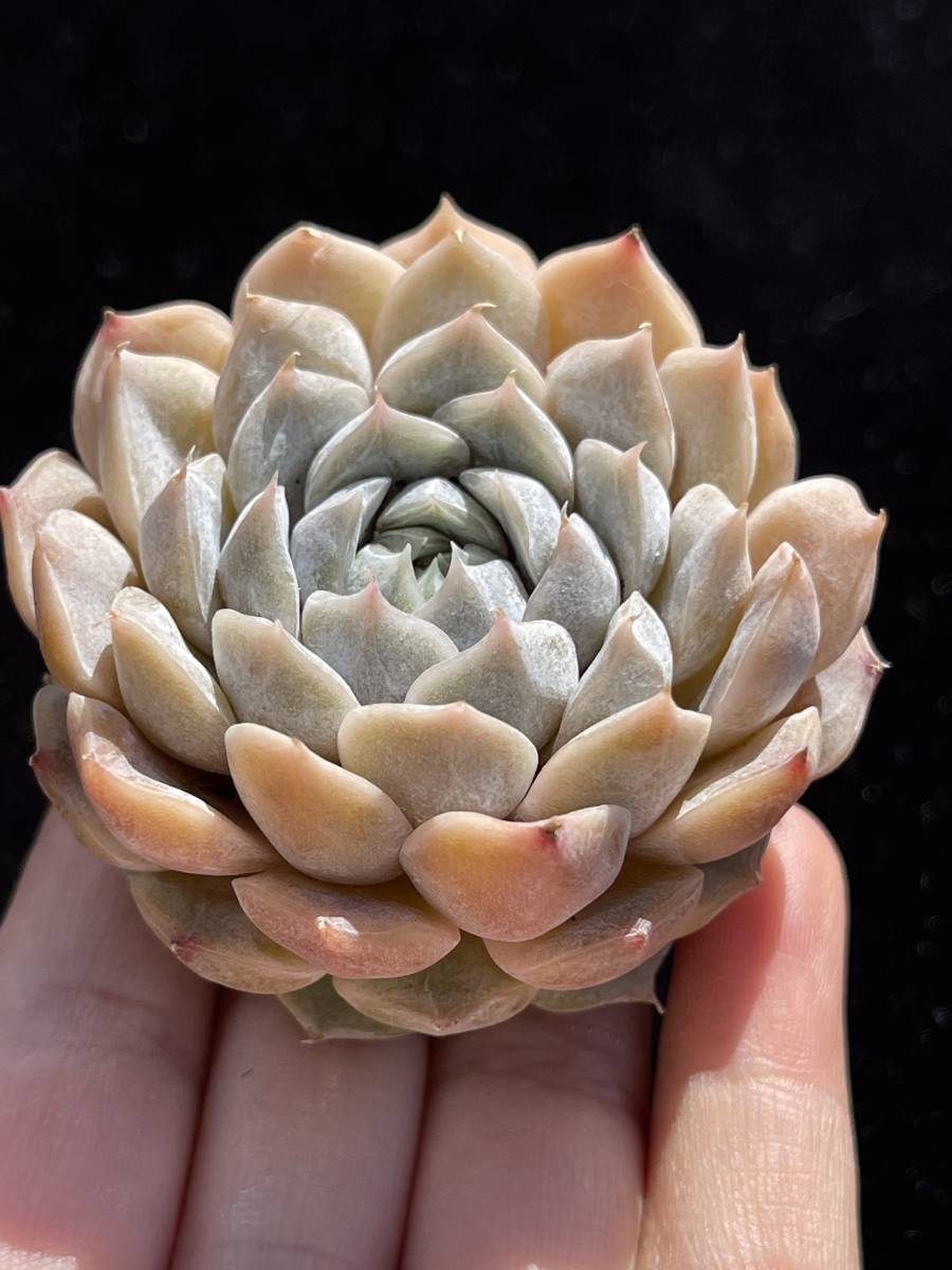 33株 G144-2多肉植物 エケベリア夢令サボテン 観葉植物 花 園芸 レア種