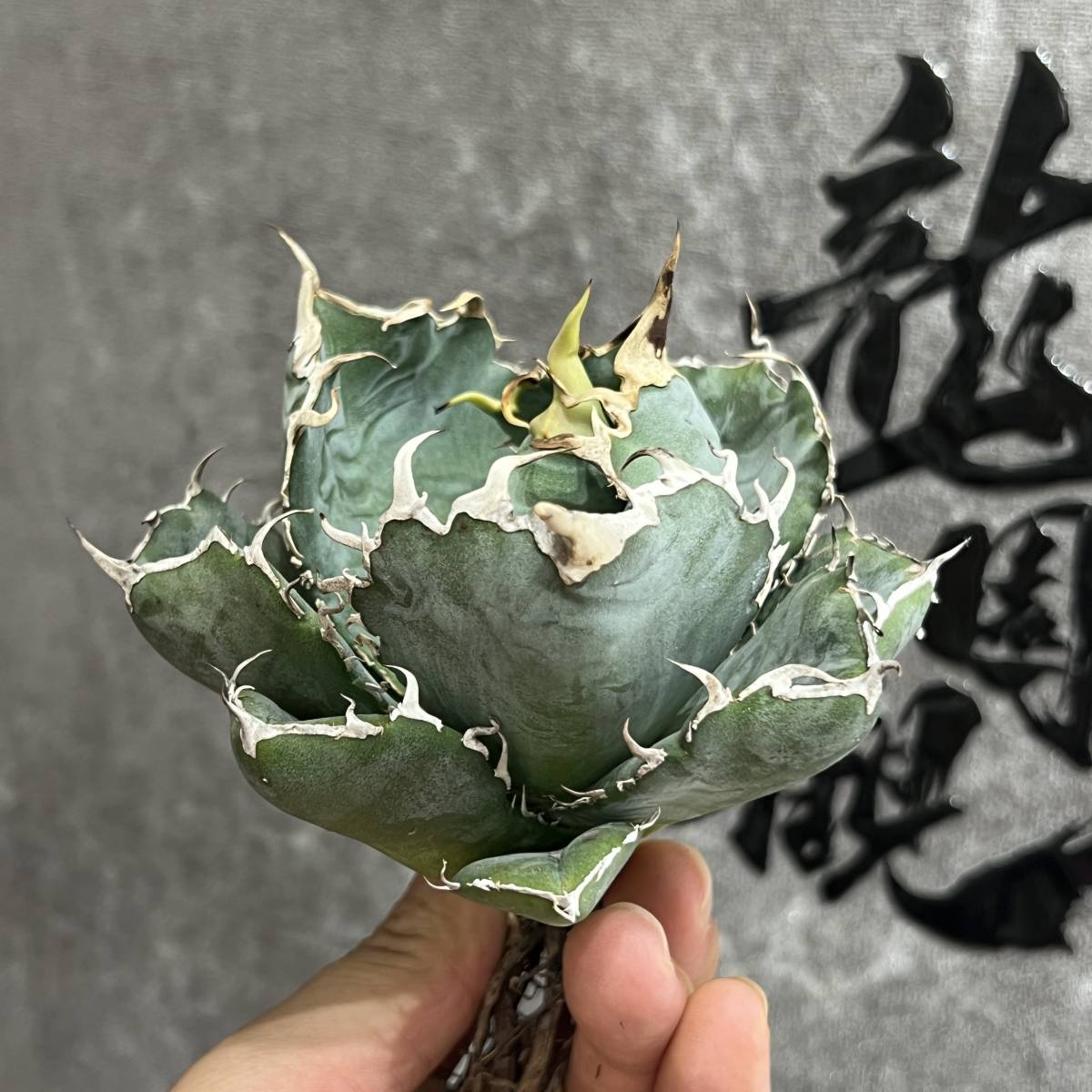 【龍園觀】①No.63 特選 アガベ 多肉植物 チタノタ 白鯨 強棘 極上株