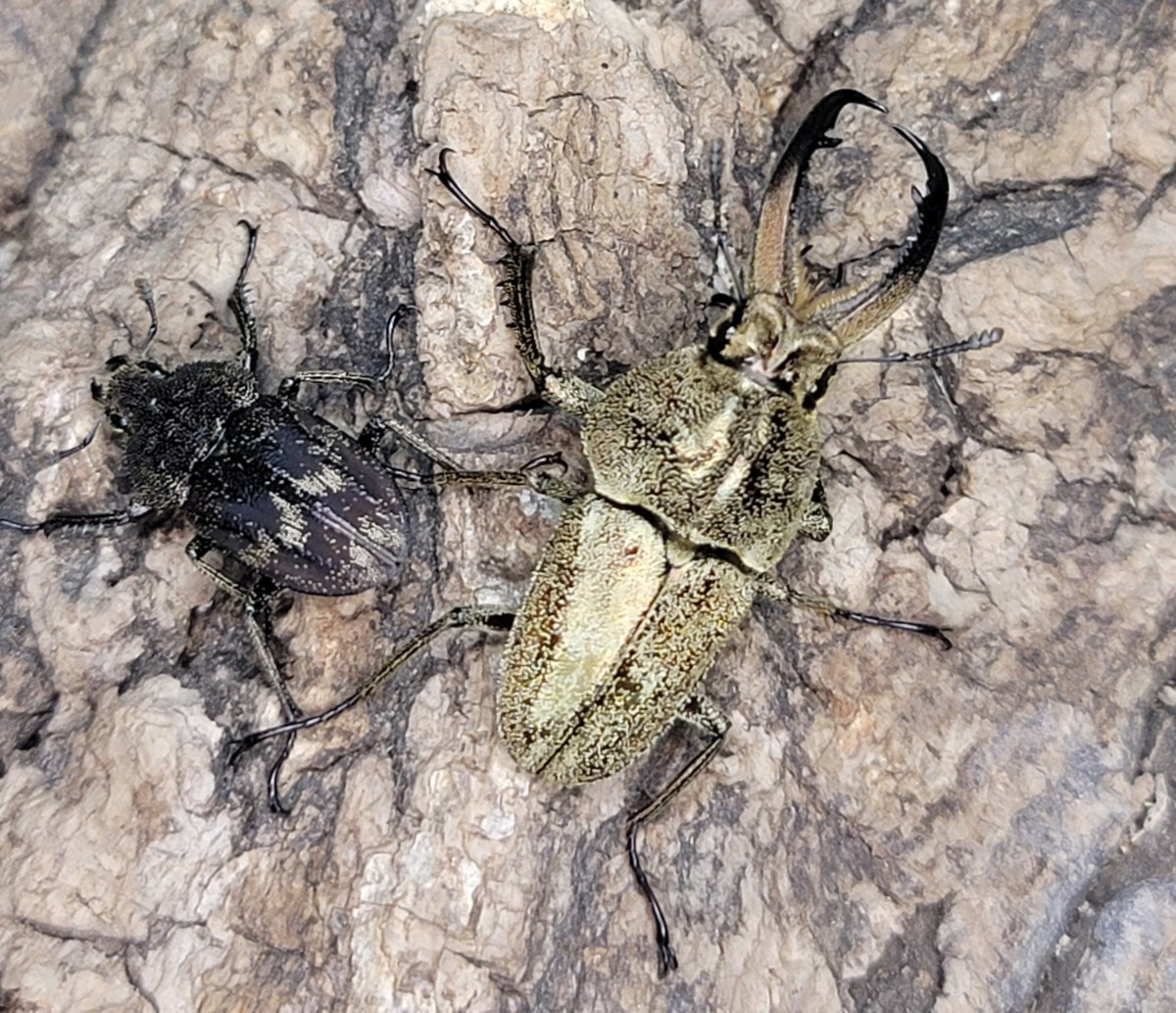 【2ペア】リンデコフキ 大型オス クワガタ