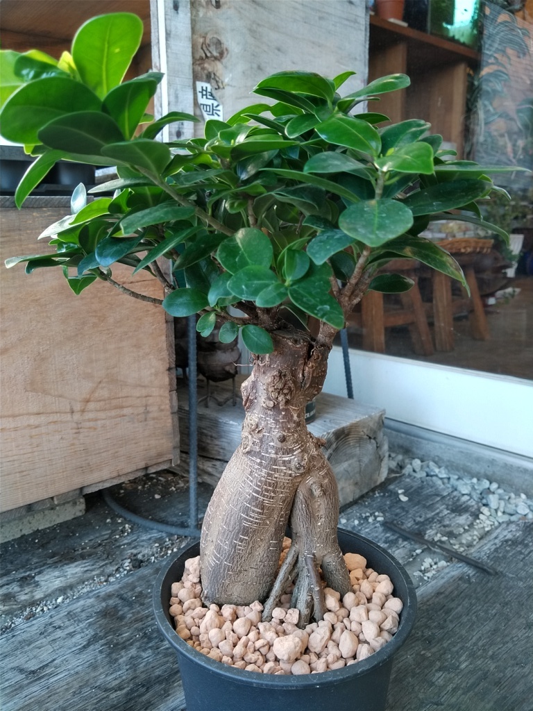 ☆精霊の宿る木【ガジュマル＊Ficus microcarpa＊多幸の木＊5号＊】34