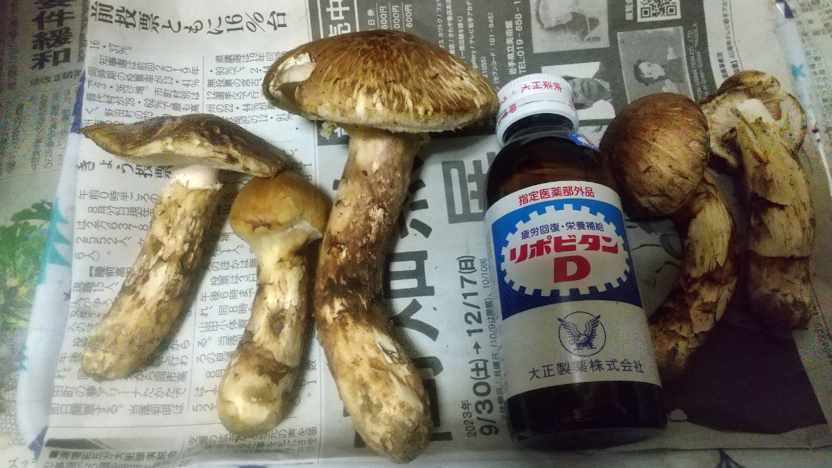 岩手県産 松茸 まつたけ マツタケ | AUTOTEXTILE.COM.UA