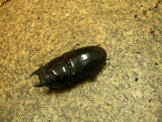 即ブリ可能!大型 アチェ産 スマトラオオヒラタ 成虫メス 3489