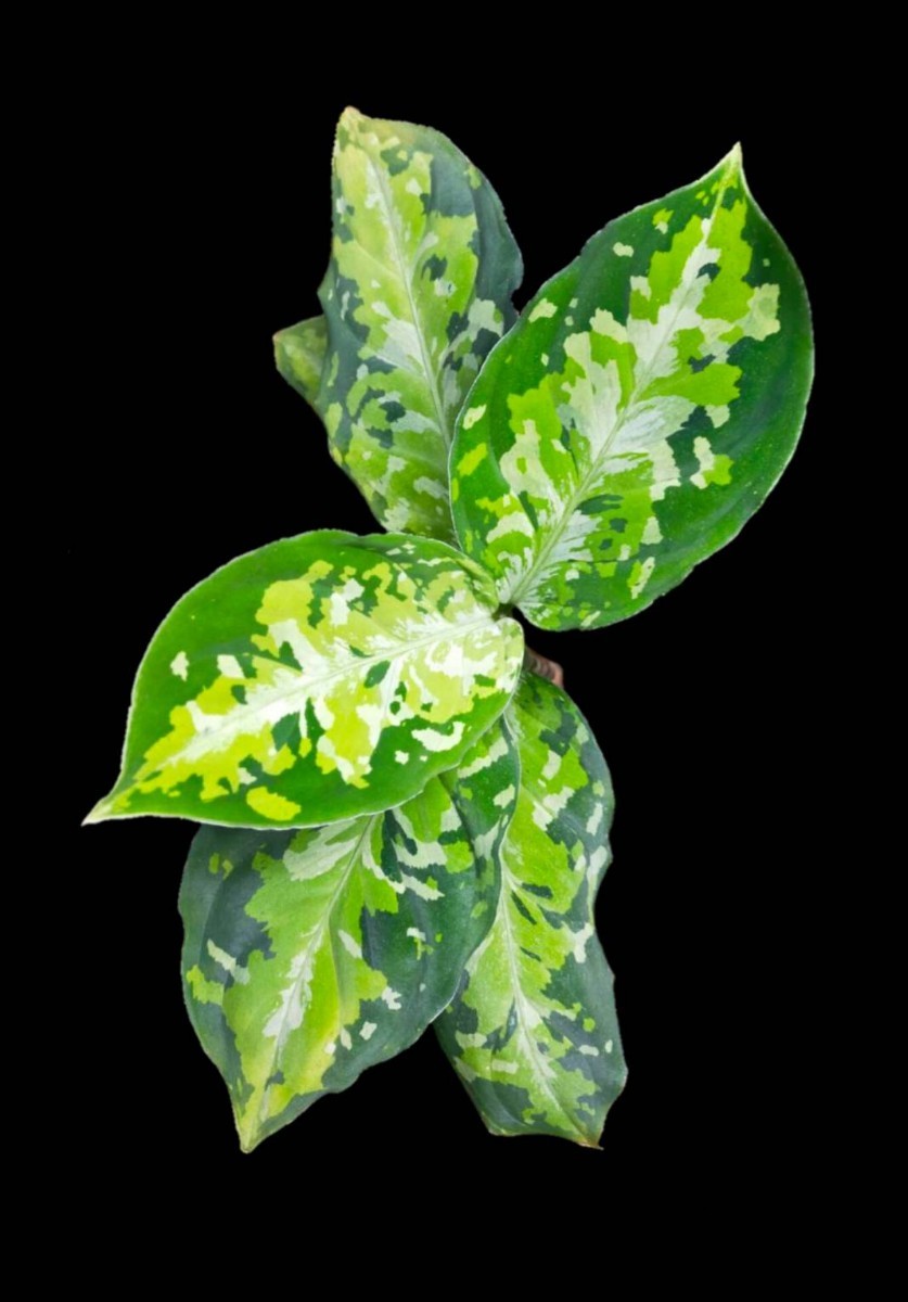 Aglaonema pictum from timur Sibolga さんぷーるAglaonema