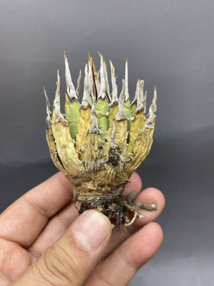 S1025-135【小株】陽炎蕾形厚肉粗曲棘 アガベ ユタエンシス /Agave utahensis