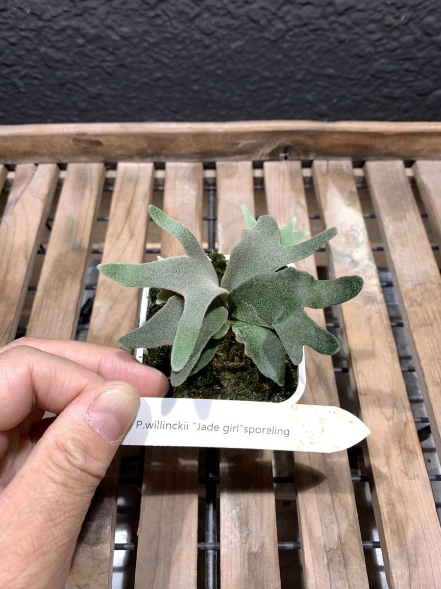 P.willinckii Jade Girl sporeling　ジェイドガール
