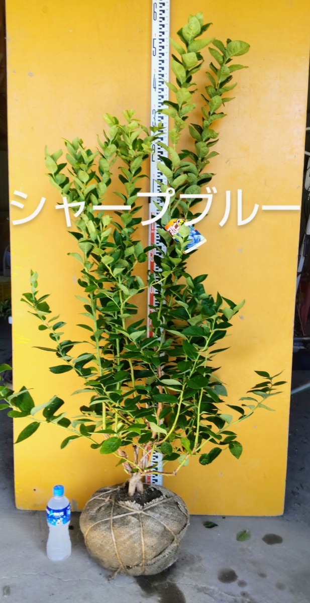 ブルーベリー苗 オニール&シャープブルー大苗2本セット+ラビット