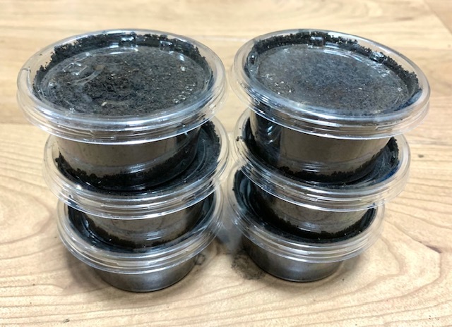 アクベシアヌス　ミヤマ　トルコ産　幼虫10頭　CBF1　9【ルカヌスの里】