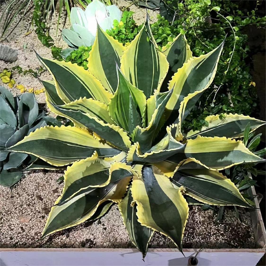 アガベサルミアナフェロックスの成長速度と巨大化させる育て方 MM58 貴重