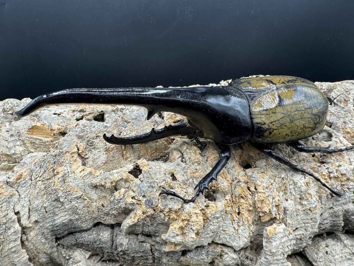 DH.ヘラクレスオオカブトペア♂160㎜ ♀64㎜ ⑥