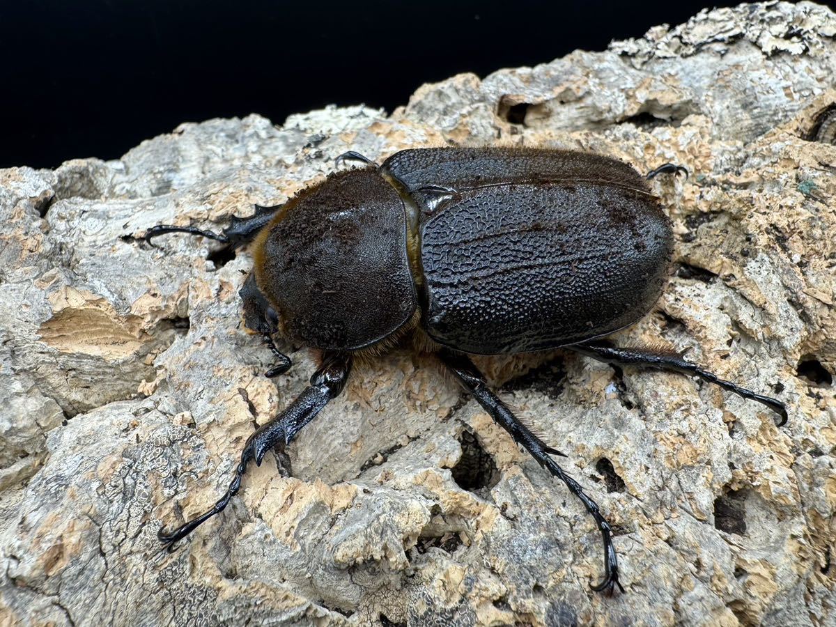 DH.ヘラクレスオオカブトペア♂160㎜ ♀64㎜ ⑥