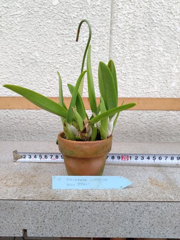 洋蘭　レリア原種　L.sincoranav.coerulea‘Blue Star’　現在はありません