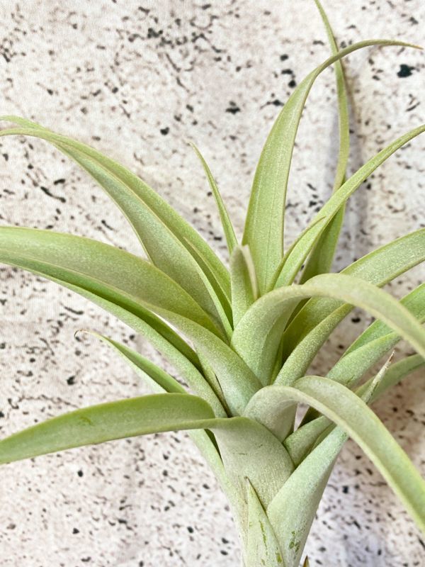 【Frontier Plants】チランジア・ロゼオスカパ T. roseoscapa ブロメリア エアプランツ