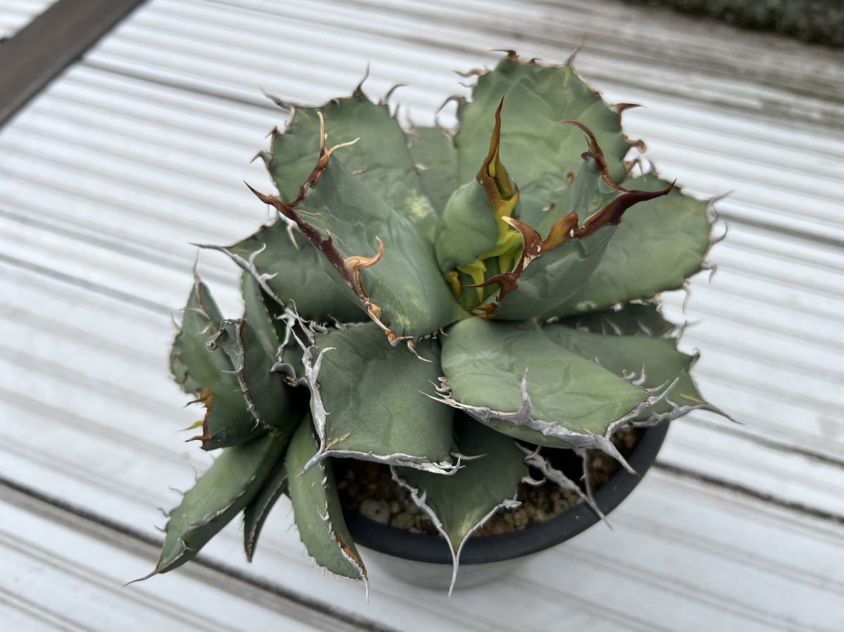 アガベ チタノタ 白鯨