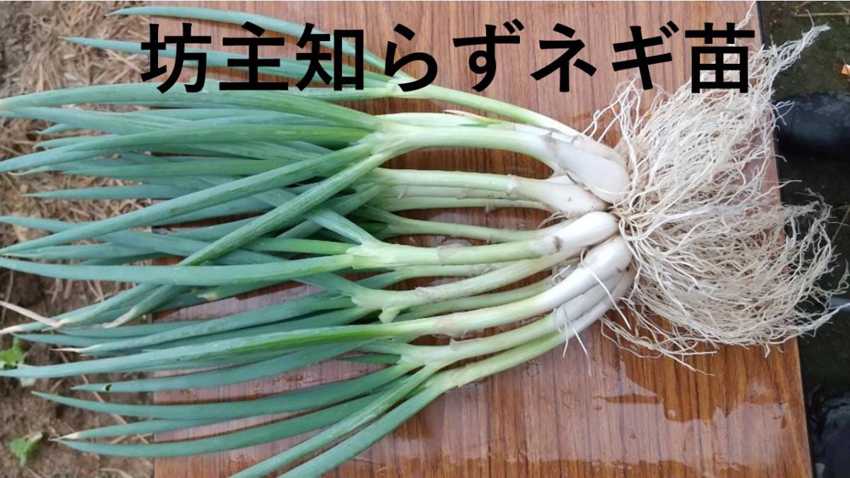 ぼうずしらずねぎ苗100本（畑での生育が良い様に、根と葉を沢山残して 