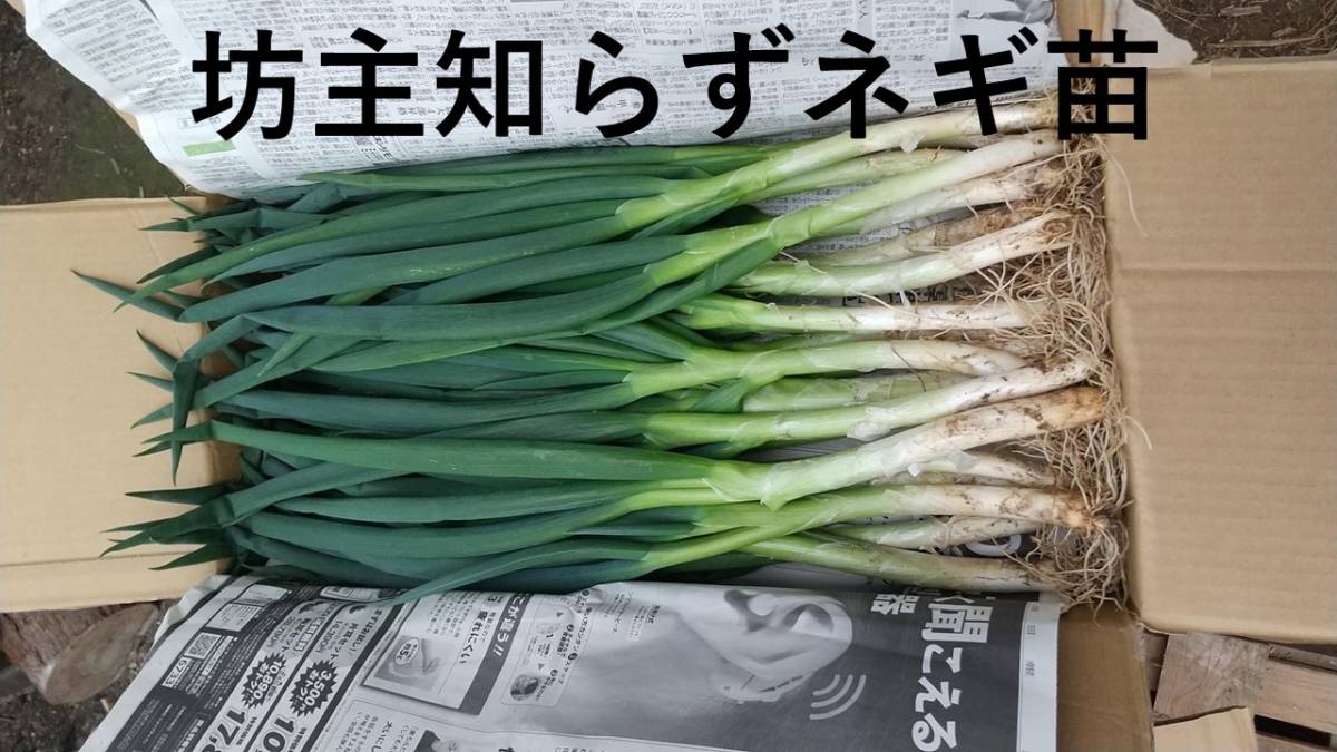 ぼうずしらずねぎ苗100本（畑での生育が良い様に、根と葉を沢山残して 