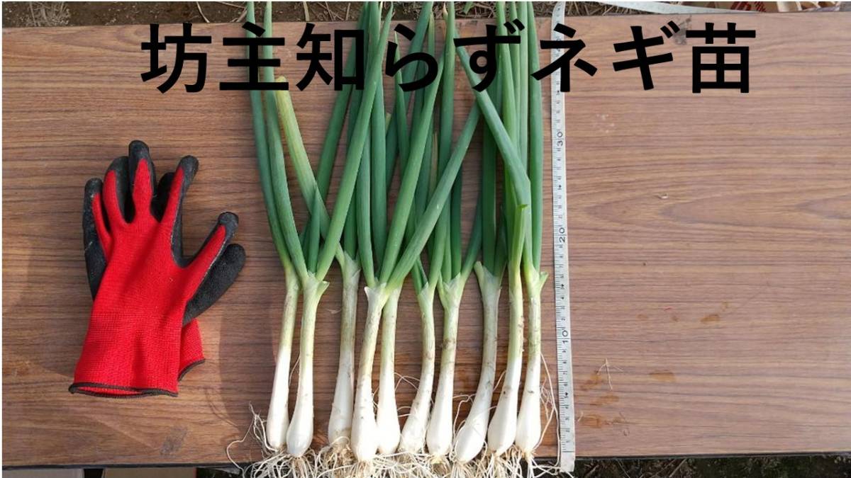 ぼうずしらずねぎ苗100本（畑での生育が良い様に、根と葉を沢山残して 