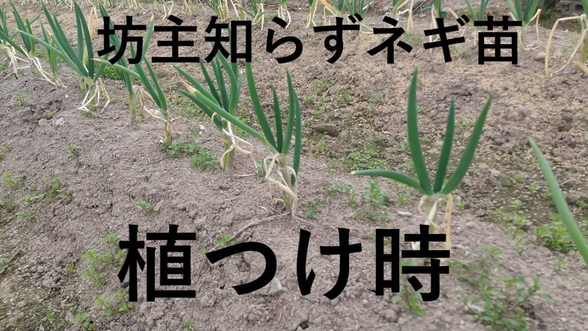 ぼうずしらずねぎ苗100本（畑での生育が良い様に、根と葉を沢山残して 