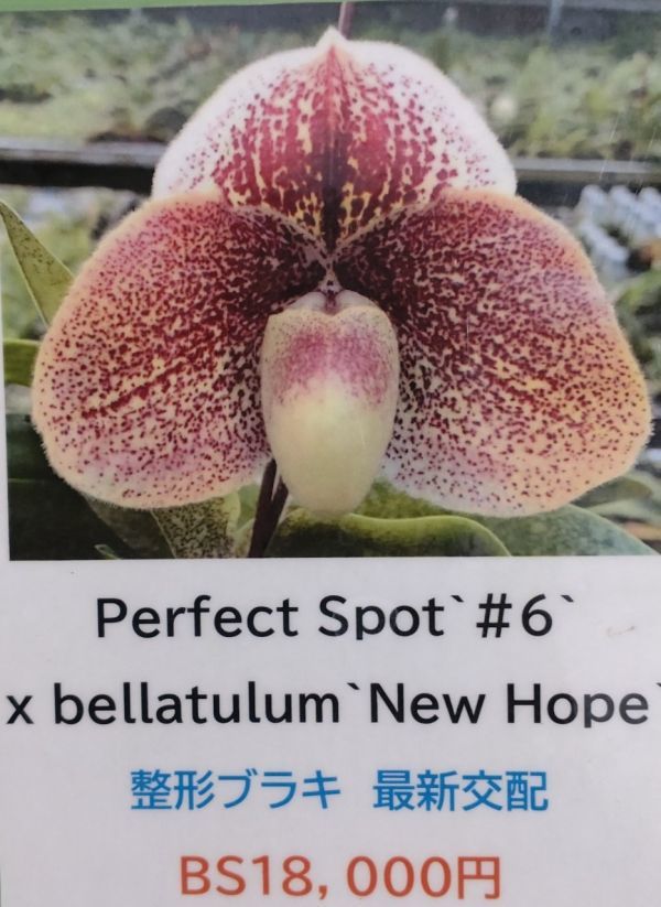 Paphiopedilum パフィオペディラム 神戸らん展2002 x 原種
