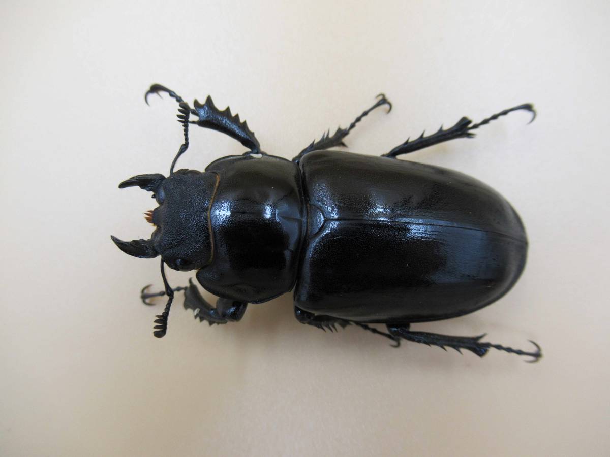 ◇◇ No.27 ユダイクス ミヤマ 新成虫 特大♀ 53.9m 単品 ◇◇ ◇