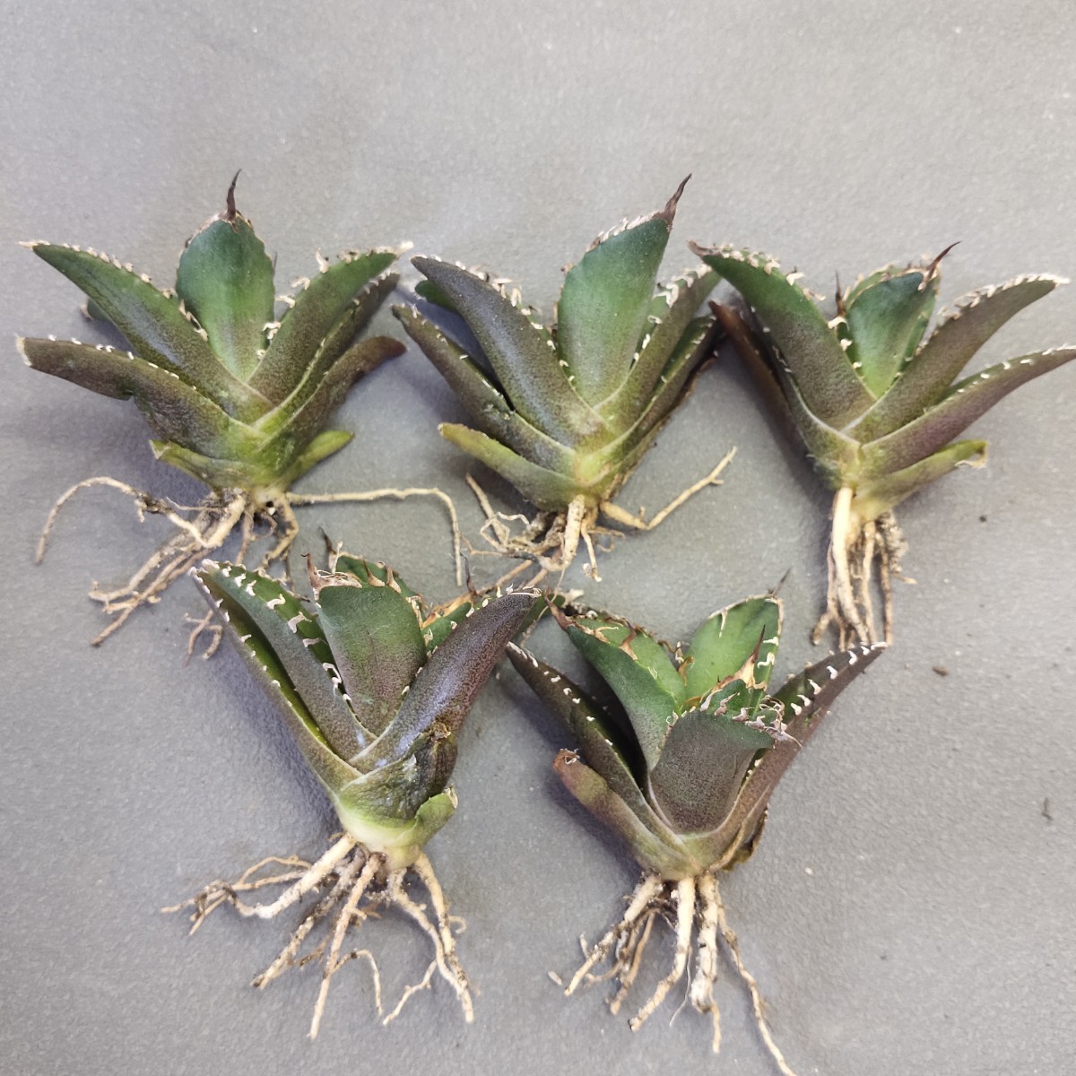 A845 アガベ チタノタ シーザー caesar 優良血統 特選子株5株同梱 凱撒 発根済み 検) SAD 白犀牛 包心龍 清櫻 悪魔 暴牙 狼人 黒鯨