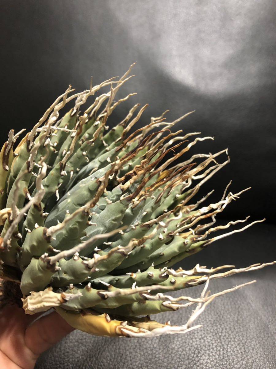 【O】16 ユタエンシス エボリスピナ 現地株 ベアルート 陽炎 27 ユタエンシス エボリスピナ 現地株 ベアルート 陽炎 アガベ