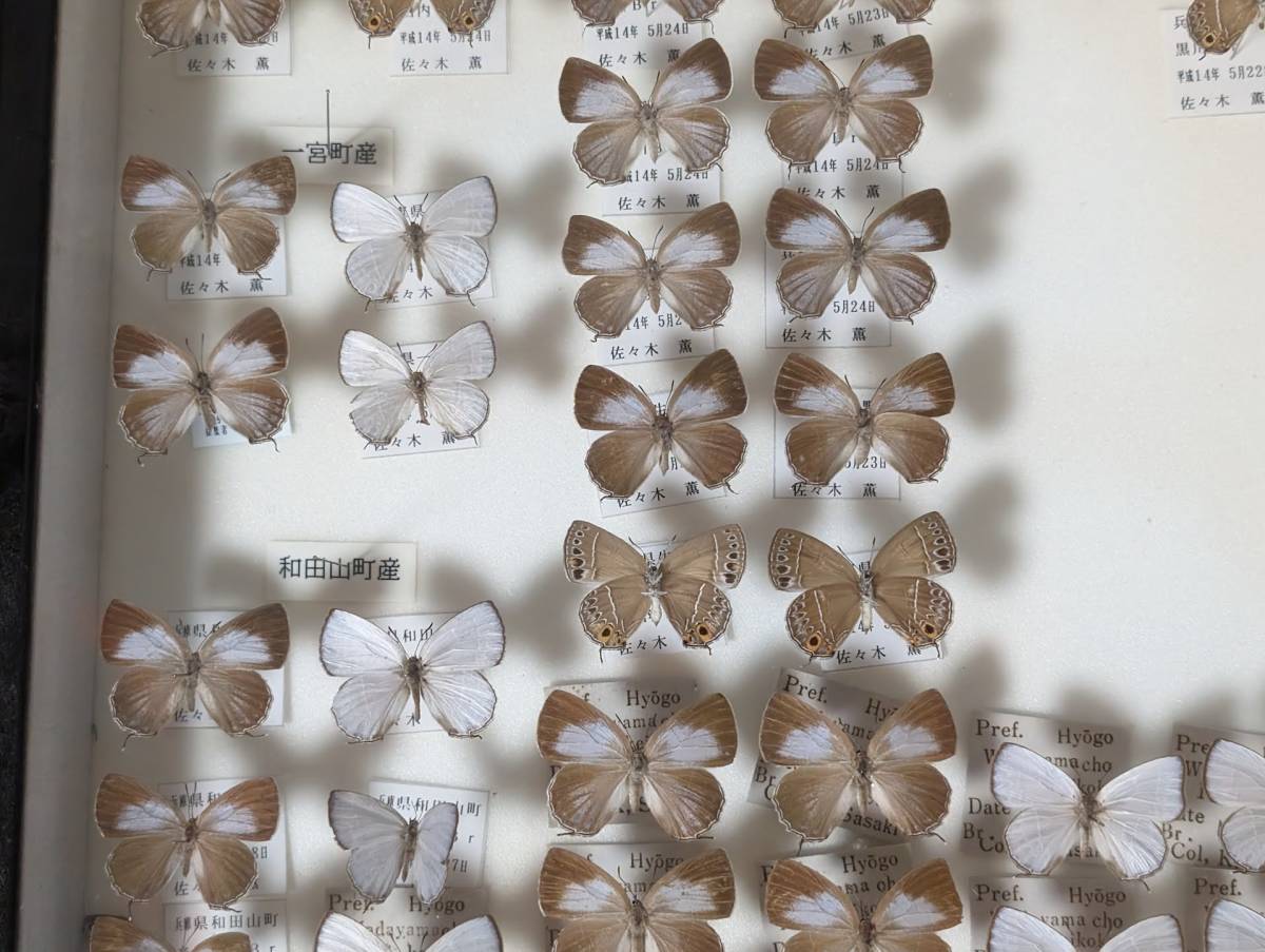 蝶 標本 中古 ドイツ箱 標本箱サイズ横52cm幅42cm厚み6cmの箱です ウラ