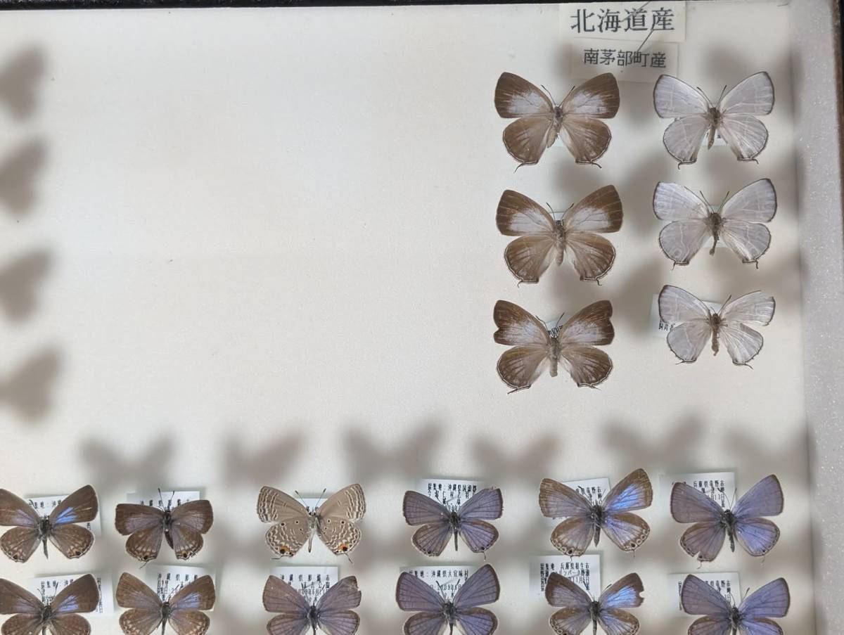 蝶 標本 中古 ドイツ箱 標本箱サイズ横52cm幅42cm厚み6cmの箱です ウラ