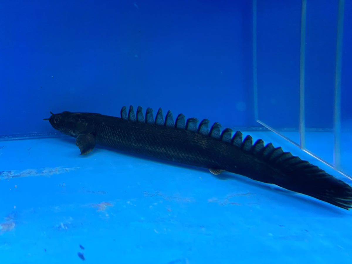 2019円スタート! ワイルド ポリプテルス ビキール コリバ 30±cm ポリプテルス Po. ラプラディ ビキール(熱帯魚・アクアリウム tss』ビキールビキール2☆ヤマト80サイズ☆トゥルカナWF1 ビキール(熱帯魚・アクアリウム|ペット 2019円スタート! ワイルド ポリプテルス ビキール コリバ 30±cm ポリプテルス Po. ラプラディ ビキール(熱帯魚・アクアリウム tss』ビキールビキール2☆ヤマト80サイズ☆トゥルカナWF1 ビキール(熱帯魚・アクアリウム|ペット
