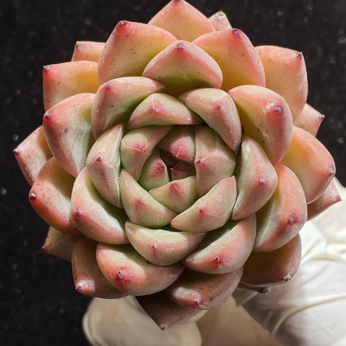 お買い得21株 Y115-1多肉植物 エケベリア辰星 超美苗 サボテン 観葉植物 花 園芸 レア種(サボテン)｜売買されたオークション情報、yahooの商品情報をアーカイブ公開 - オークファン サボテン