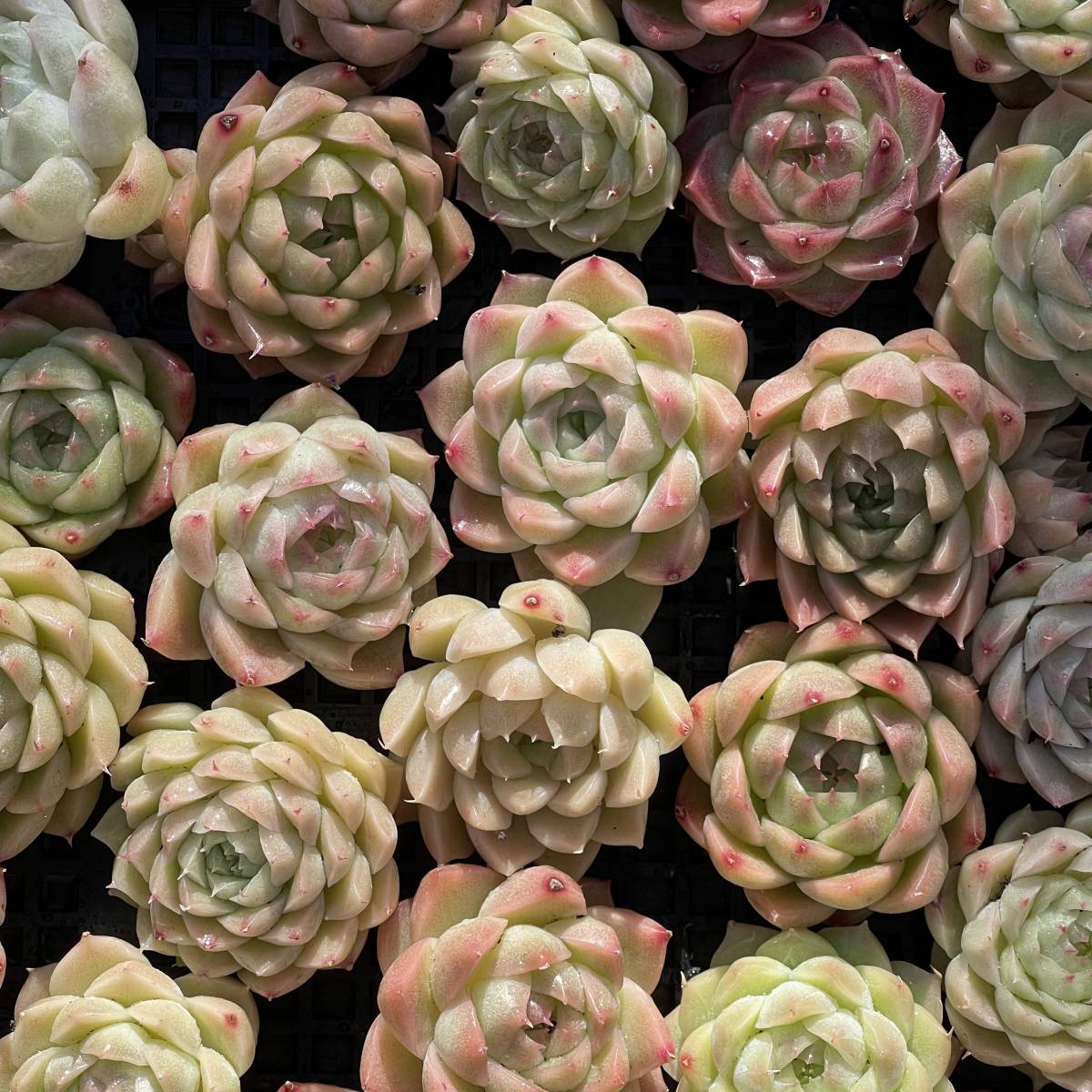 Yahoo!オークション - 37株 B92-2 多肉植物 エケベリア ストロー 超美