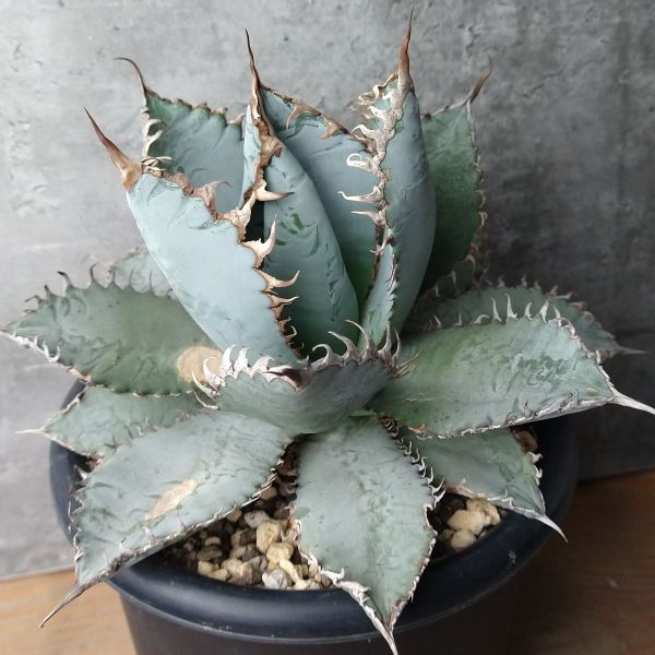 手作植木鉢XLサイズ 検raw life factory カタチ製作所 中川智治