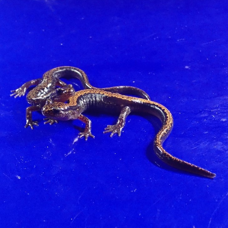 /Vl** ハコネサンショウウオ 全長♂160mm♀152mm