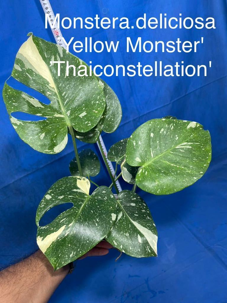 1133 斑入り モンステラ デリシオーサ イエローモンスター Monstera