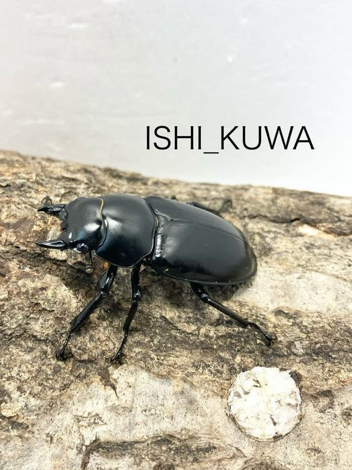 ISHI_KUWA】ウエストウッディ(原名亜種) DV産 ♀単品 46.5mm 2024年
