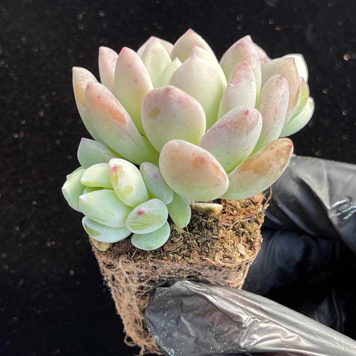 72株 C241-4多肉植物 エケベリア ケーキ枚 超美苗 サボテン 観葉植物