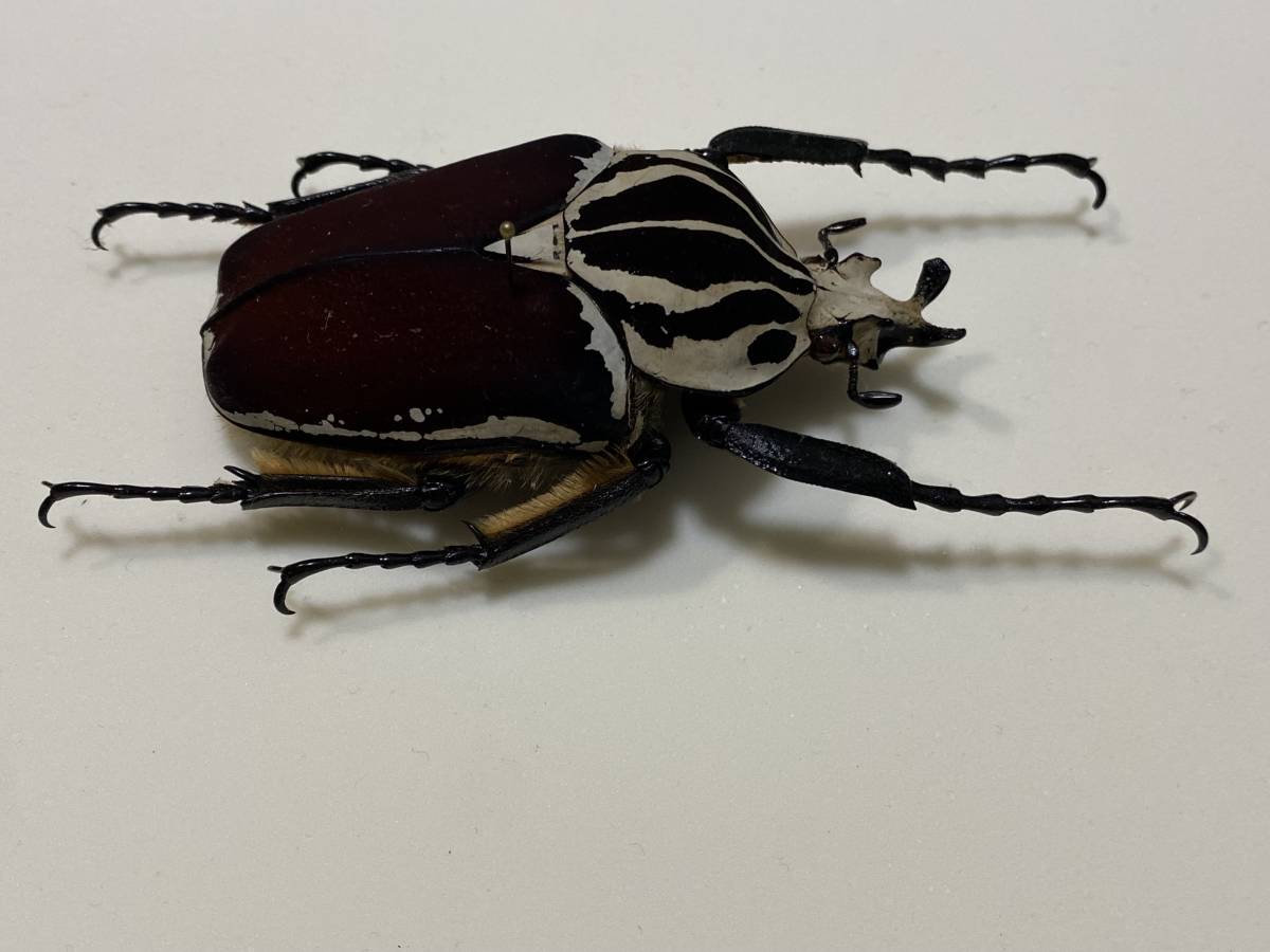☆昆虫標本 ゴライアスオオツノハナムグリ ゴライアス・ゴライアス
