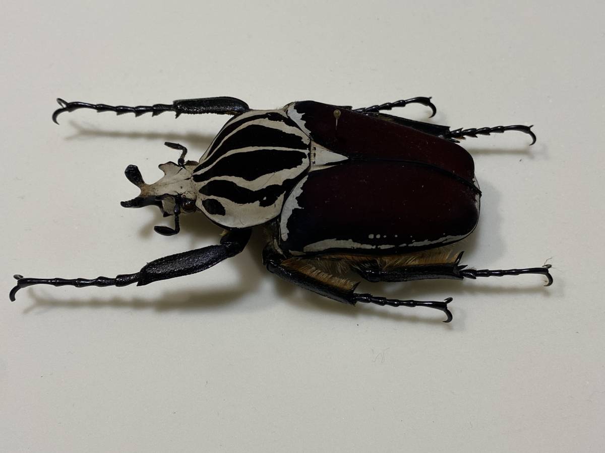 ☆昆虫標本 ゴライアスオオツノハナムグリ ゴライアス・ゴライアス