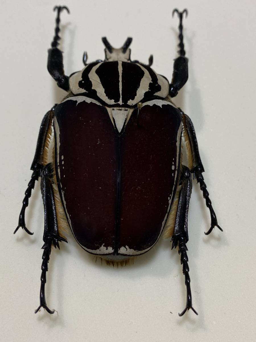 ☆昆虫標本 ゴライアスオオツノハナムグリ ゴライアス・ゴライアス