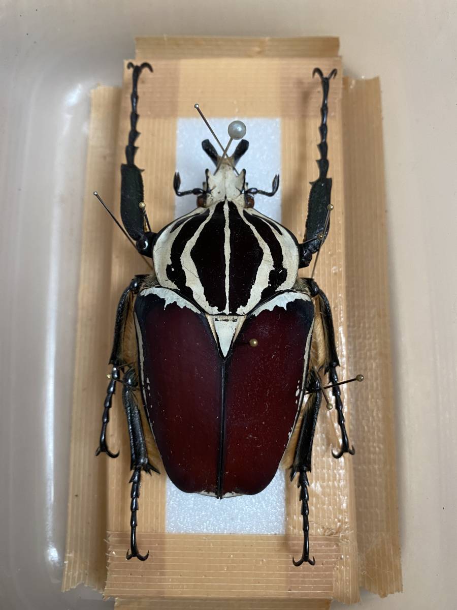 ☆昆虫標本 ゴライアスオオツノハナムグリ ゴライアス・ゴライアス
