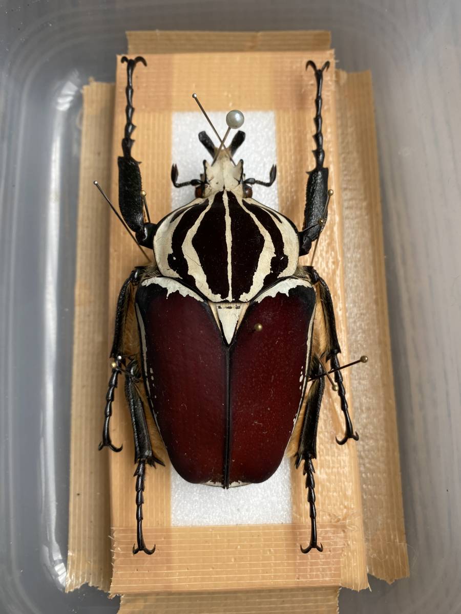 ☆昆虫標本 ゴライアスオオツノハナムグリ ゴライアス・ゴライアス