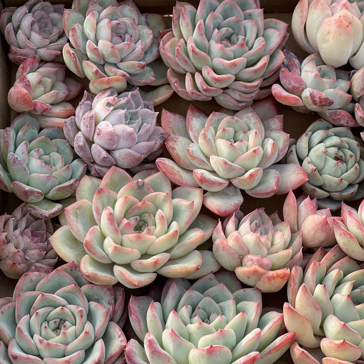 30株 C198-21　多肉植物 エケベリア ボーダーラインの女王 超美苗 サボテン 観葉植物 花 園芸　レア種