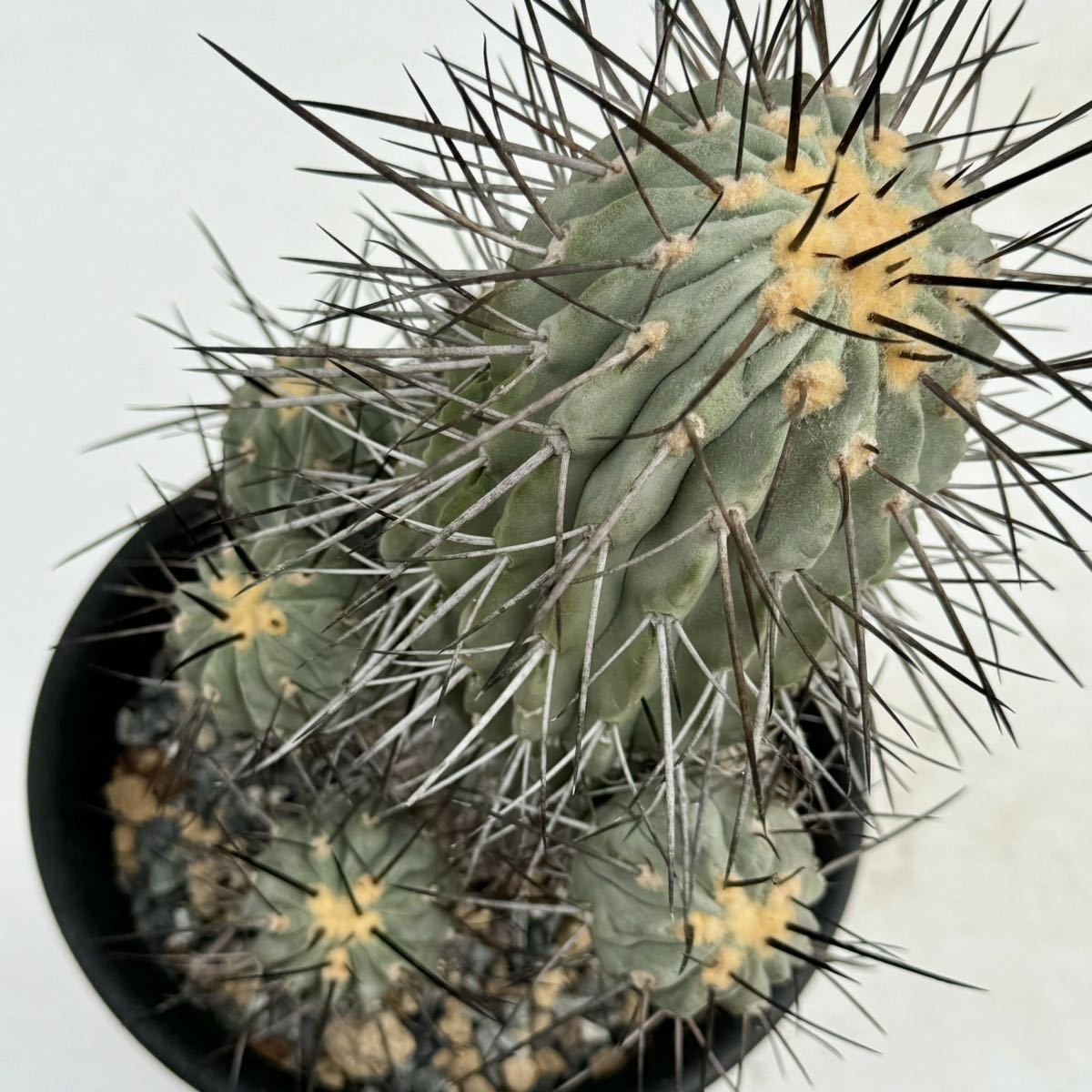 2 コピアポア デアルバータ 黒士冠 輸入球のカキコ自根・サボテン 多肉植物