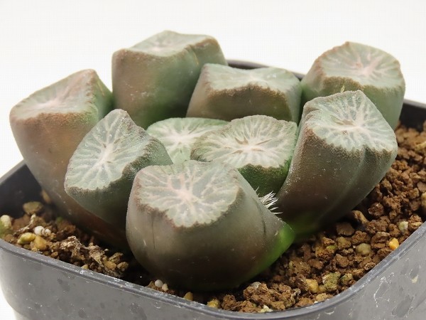 ③ ハオルチア ハオルシア 多肉植物 haworthia 白鳥部屋実生